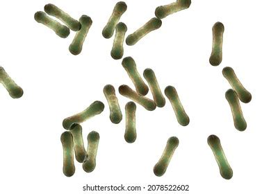 Scientific Image Bacteria Corynebacterium Showing Their Stock ...