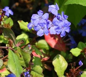 Photo #38813 | Ceratostigma plumbaginoides | plant lust