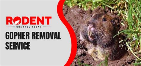 Gopher Removal Melbourne | Gopher Trapping & Removal Service