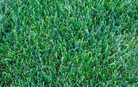 Buy 2kg Park Drought Resistant Lawn Seed with Kentucky Bluegrass Grass ...