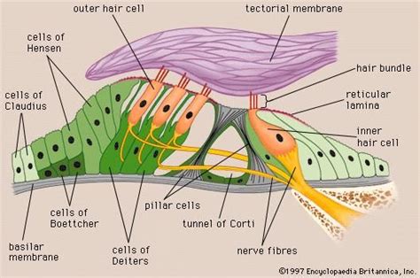 Human ear - Organ of Corti | Britannica.com