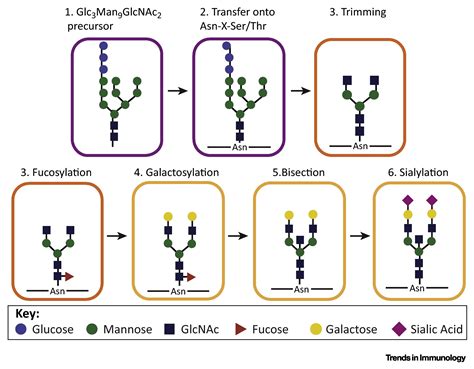 The Immunoregulatory Roles of Antibody Glycosylation: Trends in Immunology