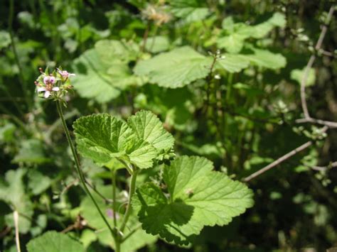 Pelargonium - O2 Landscapes