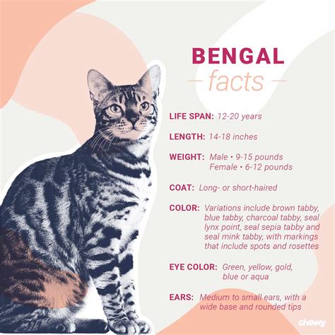 Bengal Cat Breed: Facts, Temperament & Care Info | BeChewy