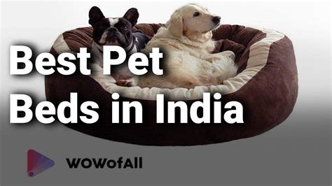 Best Pet Beds in India: Complete List with Features, Price Range ...