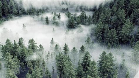 A misty forest - rendered in Cycles | Forest backdrops, Misty forest ...