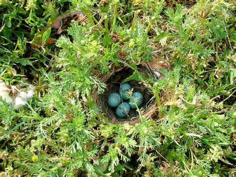 Chipping Sparrow Nest | This nest is on the ground in the ya… | Flickr