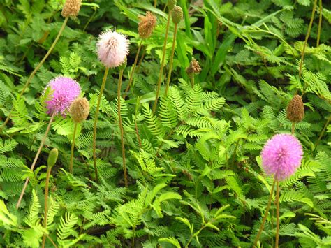 Sunshine Mimosa. Florida native ground cover. | Trees to plant, Ground ...