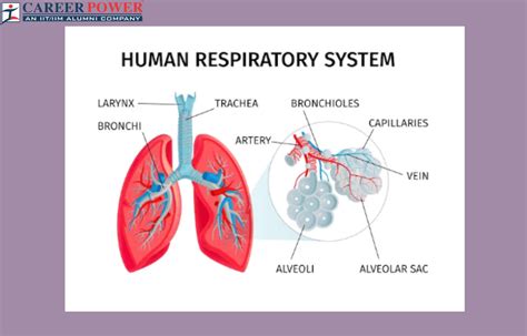 Respiratory System