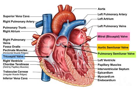 Tetralogy of Fallot - Causes, Symptoms, Surgery, Treatment