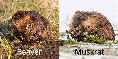 Fun Facts: Beavers vs. Muskrats — Edmonton & Area Land Trust