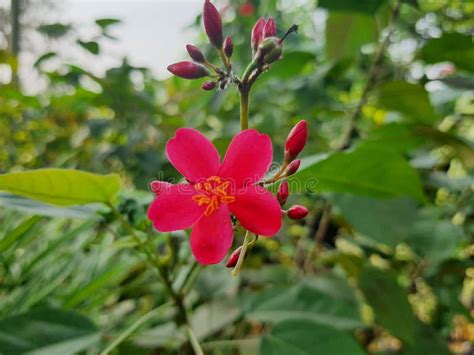 Peregrina Flowers Bloom in the Morning. Peregrina Growing in the Garden ...