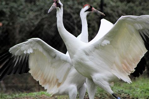 Whooping Crane - White Oak Conservation