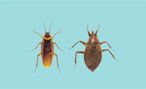 Water Bug Vs. Roach. What'S the Difference? - Pest Pointer