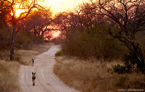 Sabi Sands is known for the beautiful sunrises and sunsets - and the ...