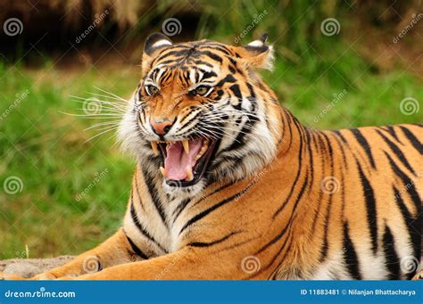 Roar of a tiger stock image. Image of aggressive, roaring - 11883481