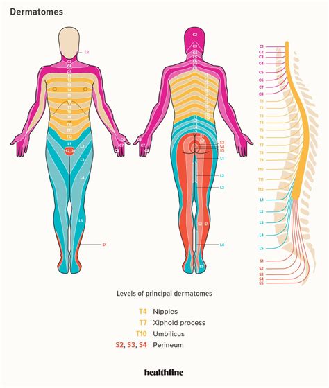 Dermatomes Diagram: Spinal Nerves and Locations | Spinal nerve, Nerve ...