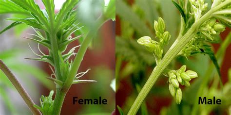 How To Tell Male From Female Weed Plants - Plant Ideas