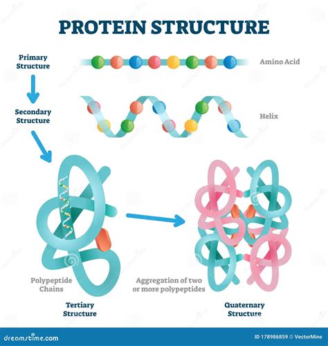 Free download primary structure of protein - relopva