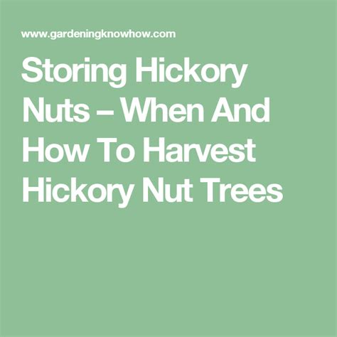 Storing Hickory Nuts – When And How To Harvest Hickory Nut Trees ...