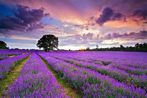 Lavender Flower Backgrounds Free Download