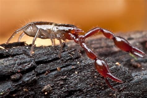 Panarthropoda.de - General - Pseudoscorpions