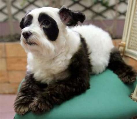 Dog That Looks Like A Panda