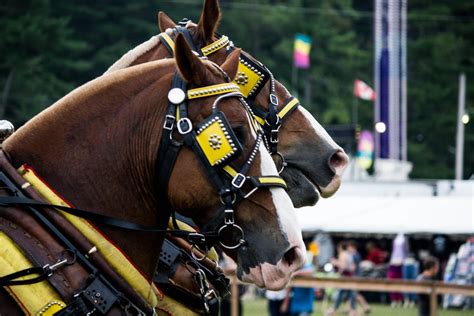 Horse Shows Schedule – Kinmount Fair