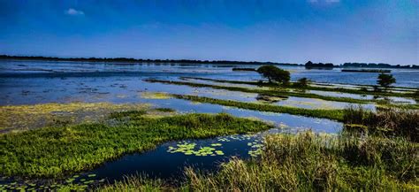 Growing salt marshes - EcoShape