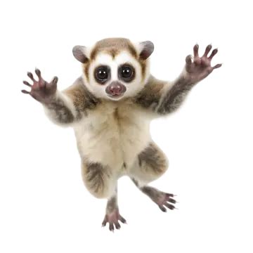 Lemur Jumping On A Transparent Background, Animal, Lemur, Transparent ...