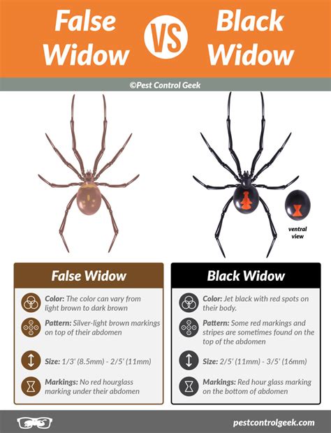 False Widow Spiders: How To Identify and Get Rid of Them Forever - Pest ...