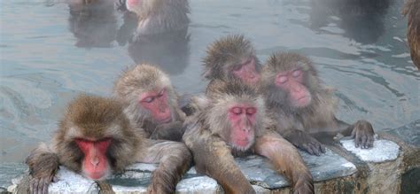 Snow monkeys - Experience Japan | Inside Japan Tours