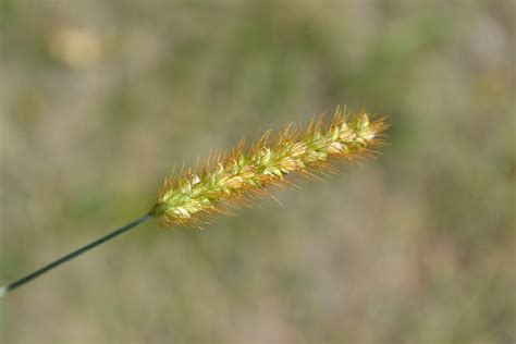 Yellow foxtail is an summer annual grassy weed.