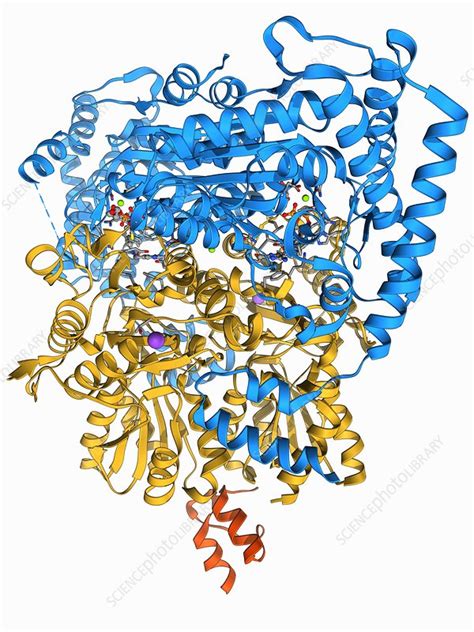 Pyruvate dehydrogenase enzyme molecule - Stock Image - F006/9538 ...