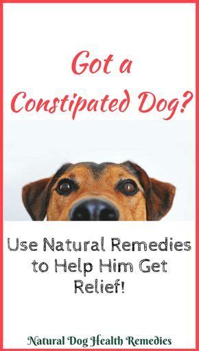 Pin on constipation dogs