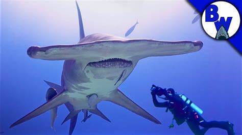 MASSIVE Hammerhead Shark Filmed in Bahamas! - YouTube