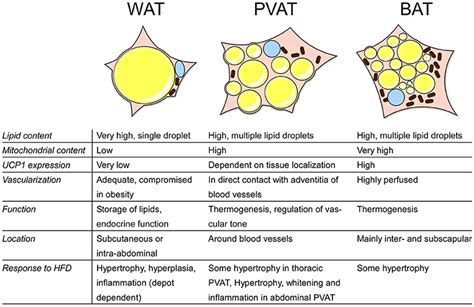 Frontiers | PVAT and Its Relation to Brown, Beige, and White Adipose ...