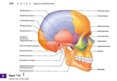 Skull labeled | Human anatomy drawing, Skull labeled, Human skeletal system