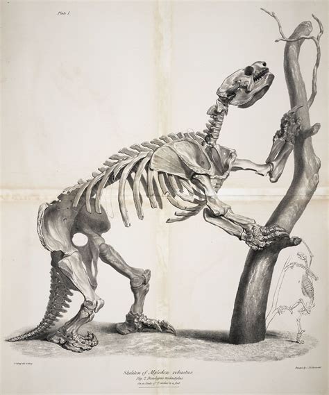 Mylodon skeleton, with that of a sloth - Richard Owen 'description of ...