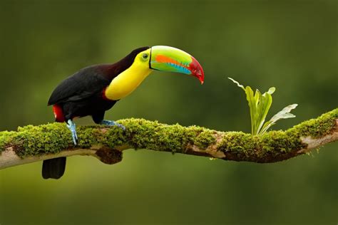 Ecuador Wildlife & Culture: Quito, Mindo, Yasuni National Park - 10 ...