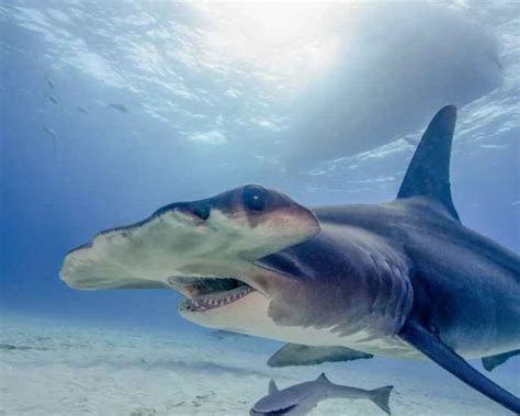 Scalloped Hammerhead Shark vs Great Hammerhead Shark