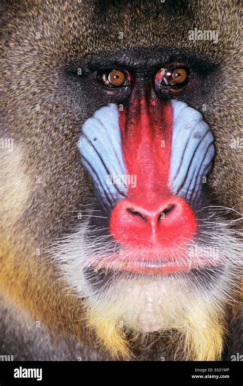 Mandrill Baboon