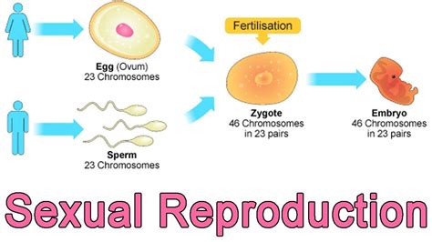 The Sexual Reproduction Is A Source Of Genetic Variations Science ...