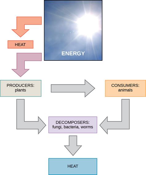 Energy Flow Through An Ecosystem Diagram