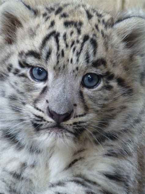 Snow leopard cubs with blue eyes google search – Artofit