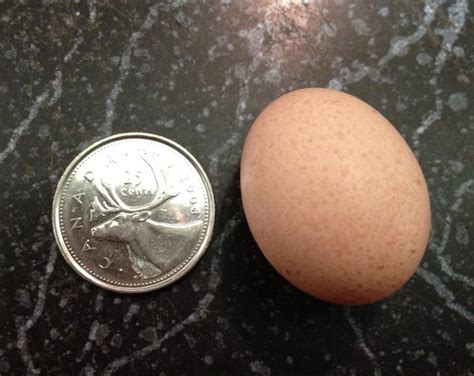 My First Silkie Egg!