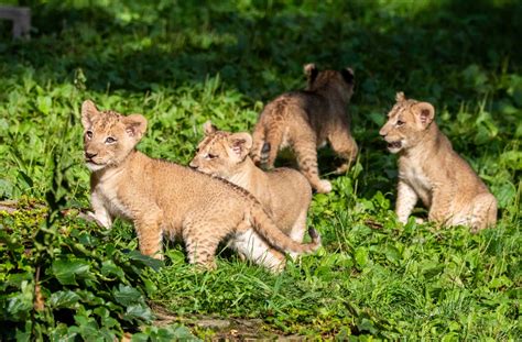 Buffalo Zoo Lion Cubs Make Public Debut - Buffalo Zoo