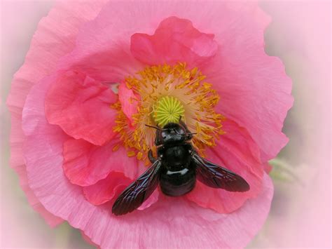 Carpenter Bee Poppy Pollination - Free photo on Pixabay - Pixabay