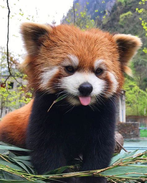 Red panda blep [r/aww] : r/bleps