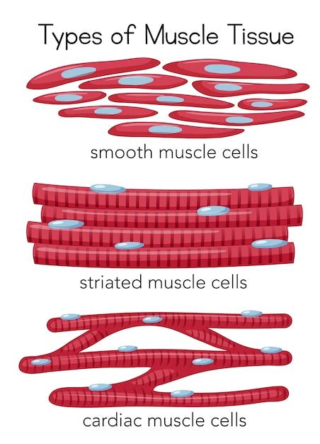 Premium Vector | Types of muscle tissue